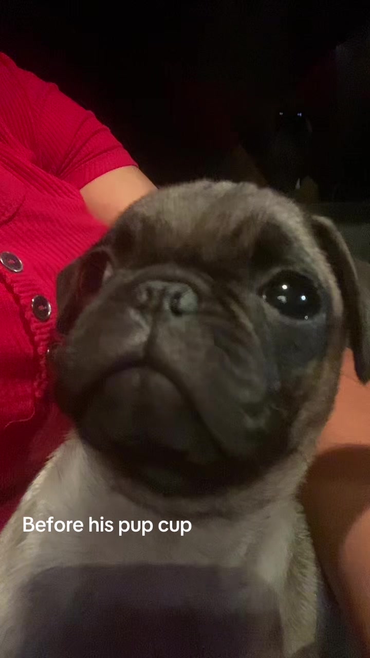 @Puggo ❤️