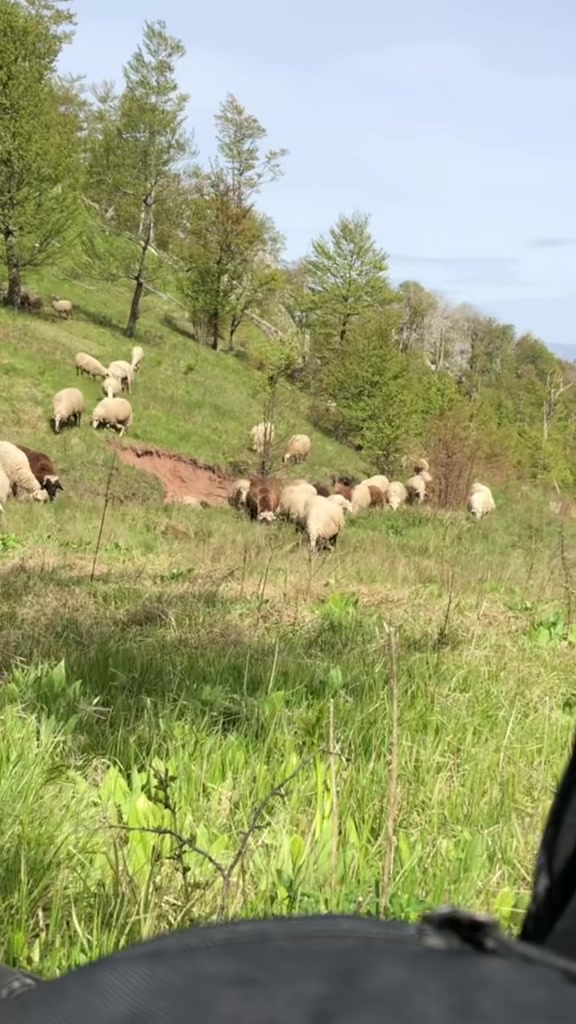 @Blektoria_Deda🐑🐑