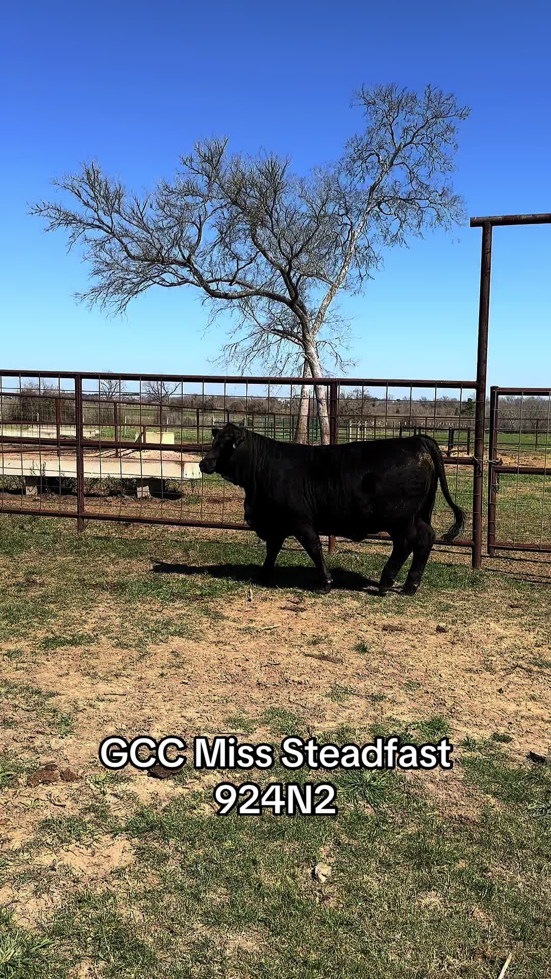 @Greenwood Stock Farms