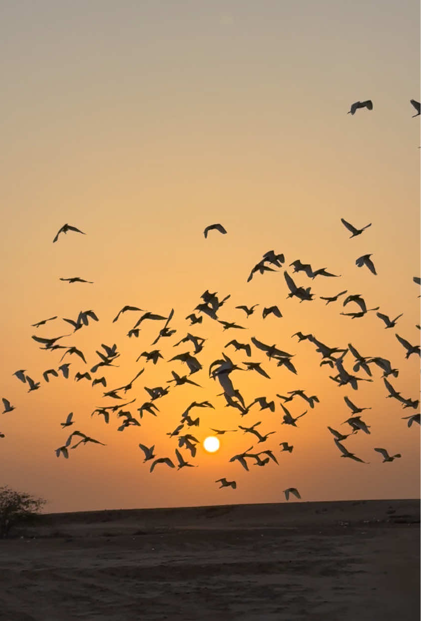 @هادي العلواني القنفذة