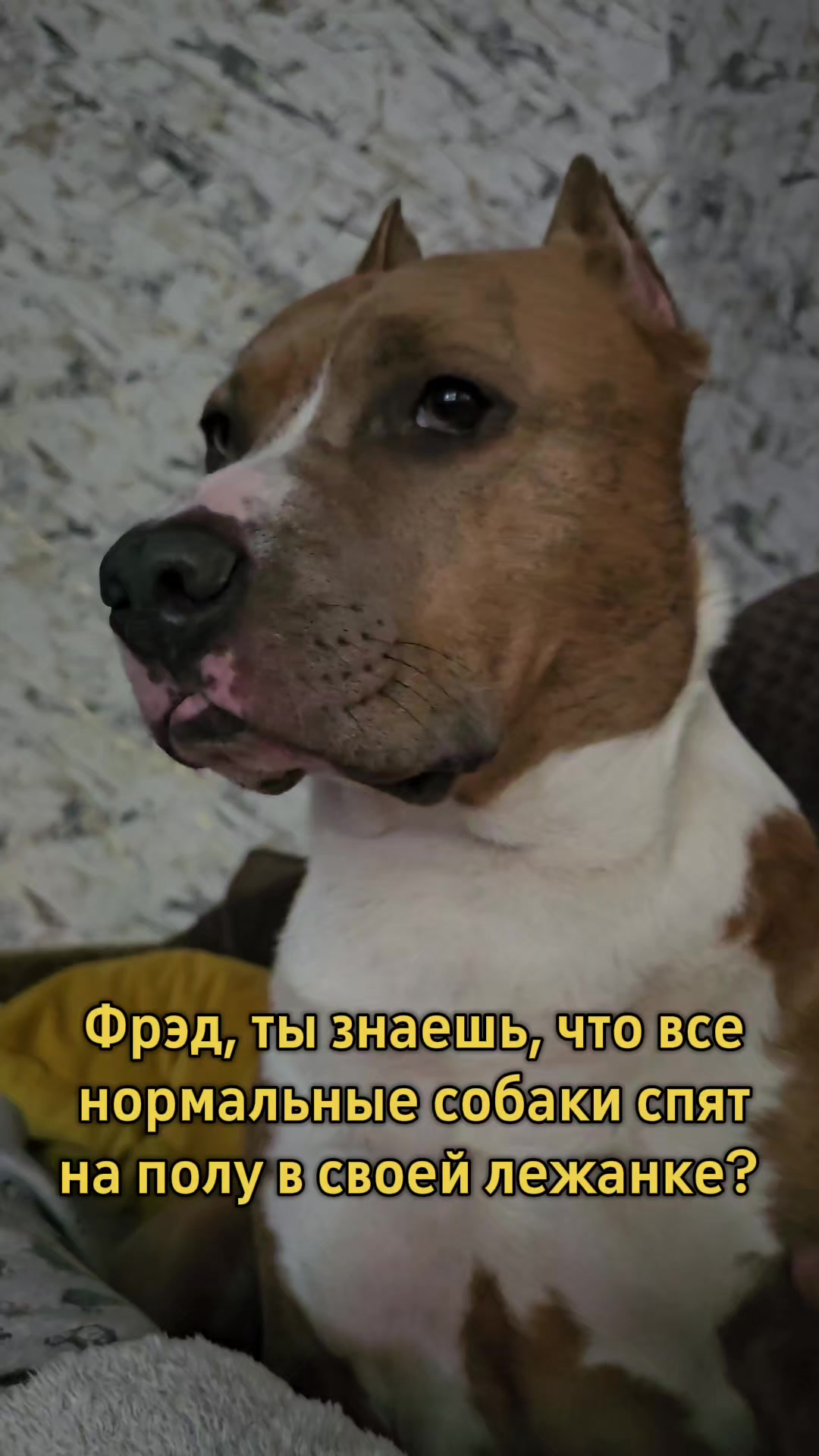 @Pitbul Fred