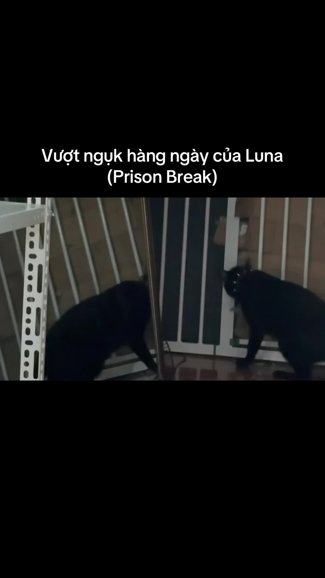 @Zi- Sốp furry tai đu&ocirc;i th&uacute;🐈&zwj;⬛
