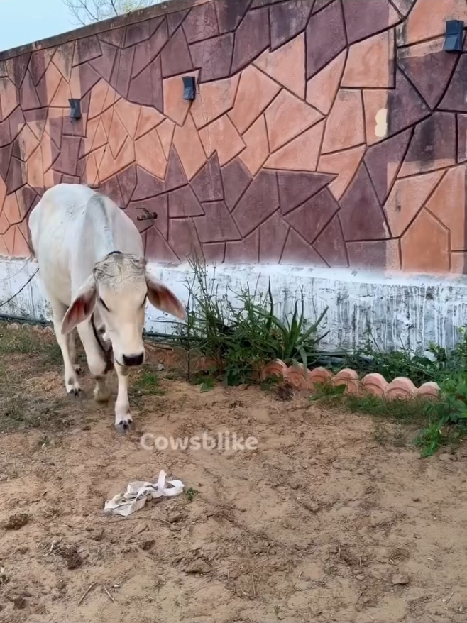 @cows_b_like