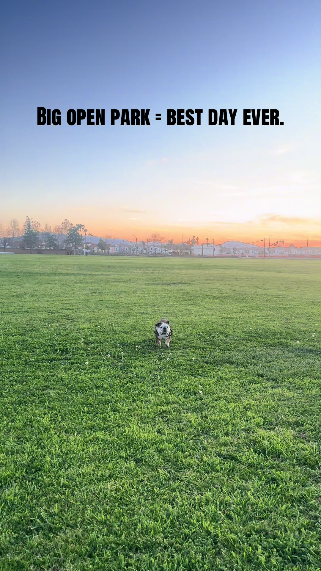 @Taco 🐶🧿
