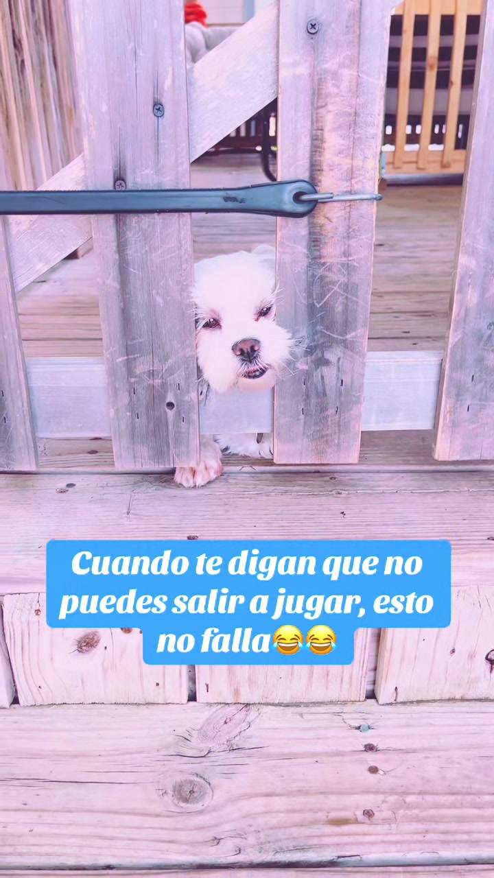 @AZUL🐶🥰