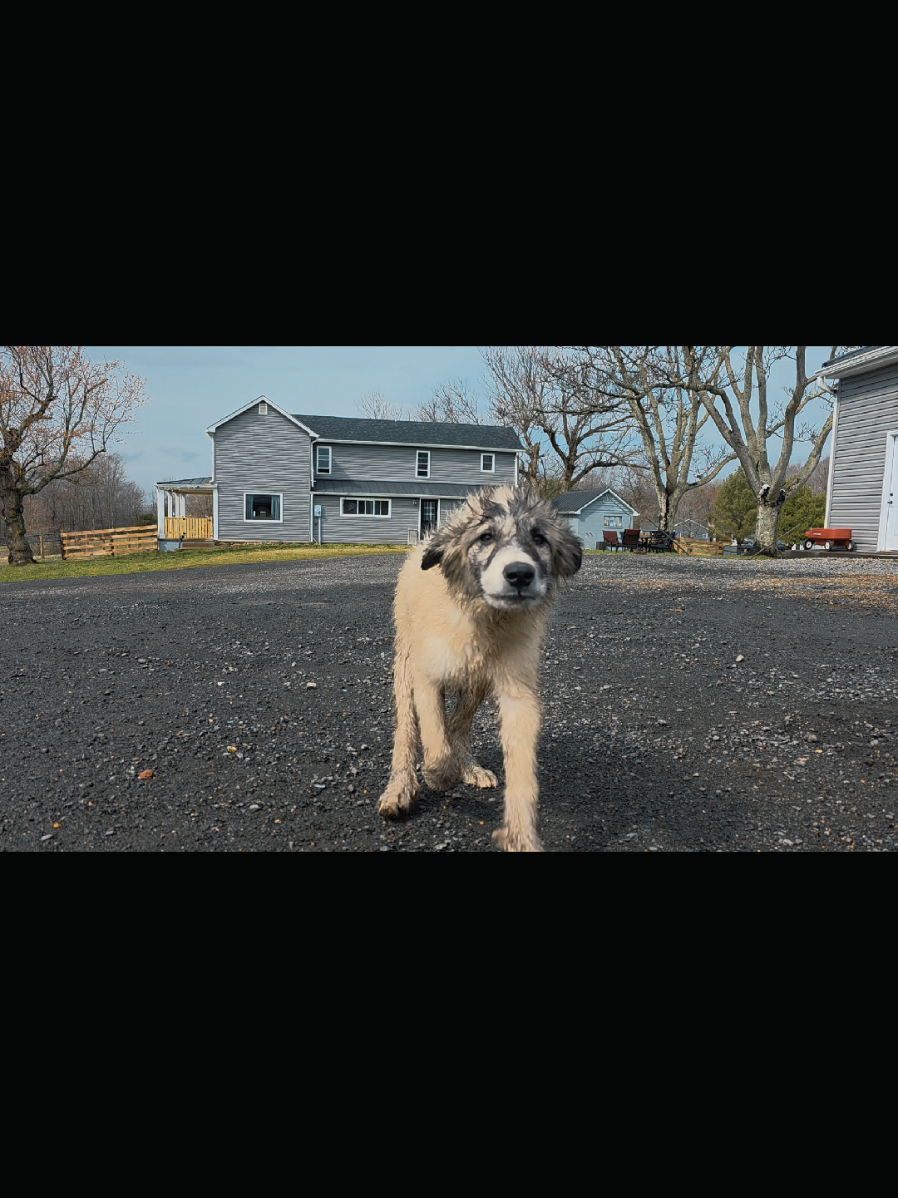 @manninoranchllc