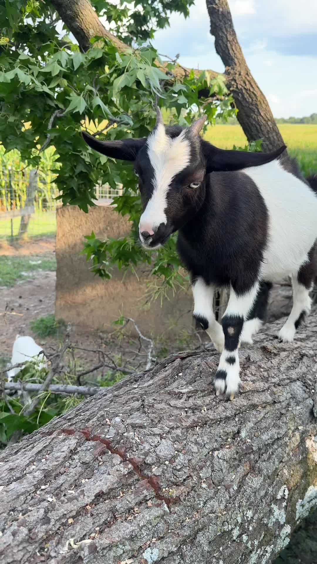 @jacksonridgefarm
