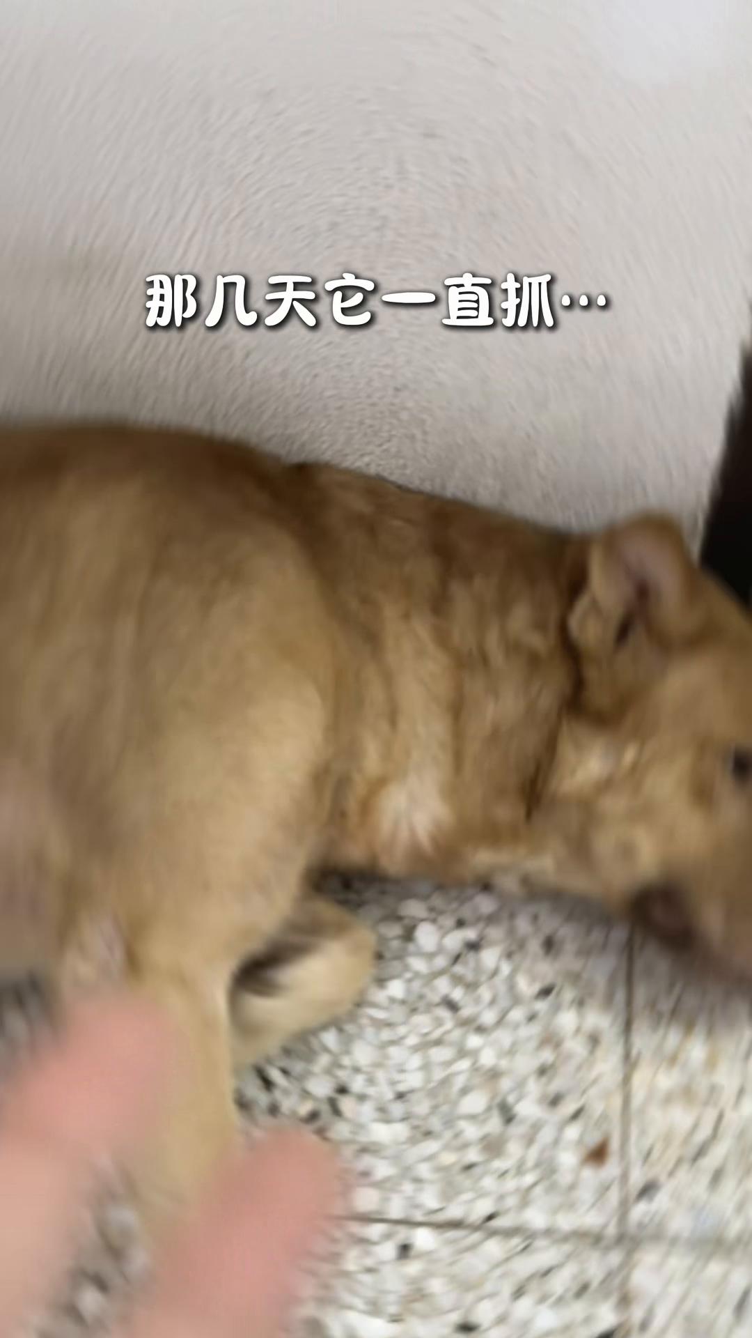 @PAW PUFF HOUSE