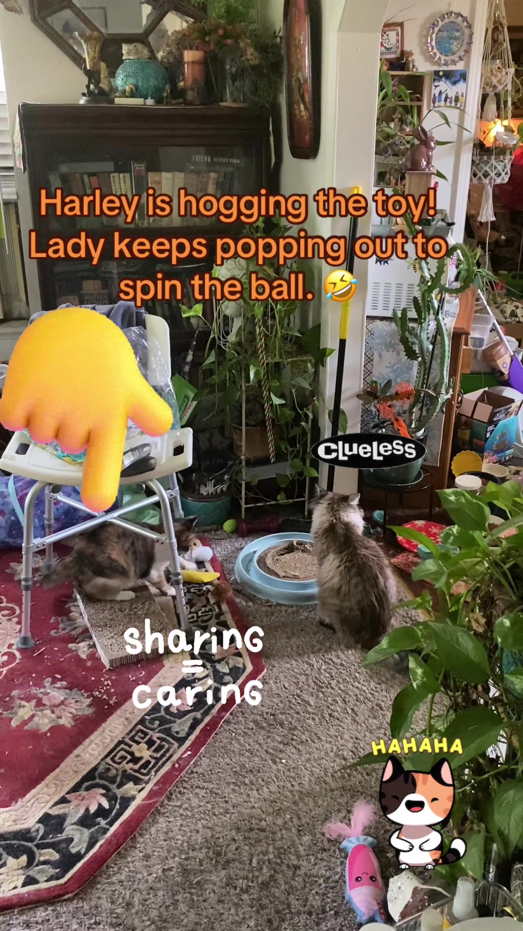 @🐈⬛🐈Shelby🐈