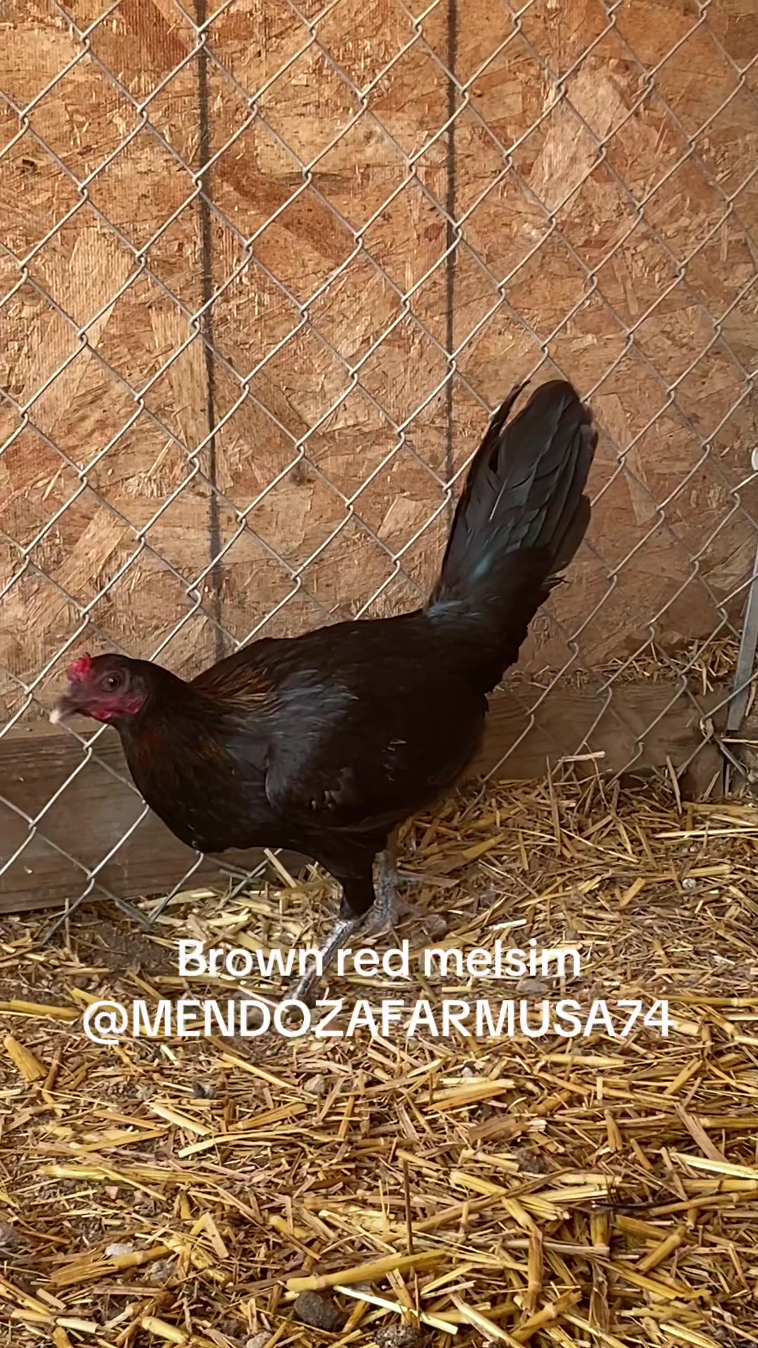 @A.MENDOZA.FARM.USA 74HWY
