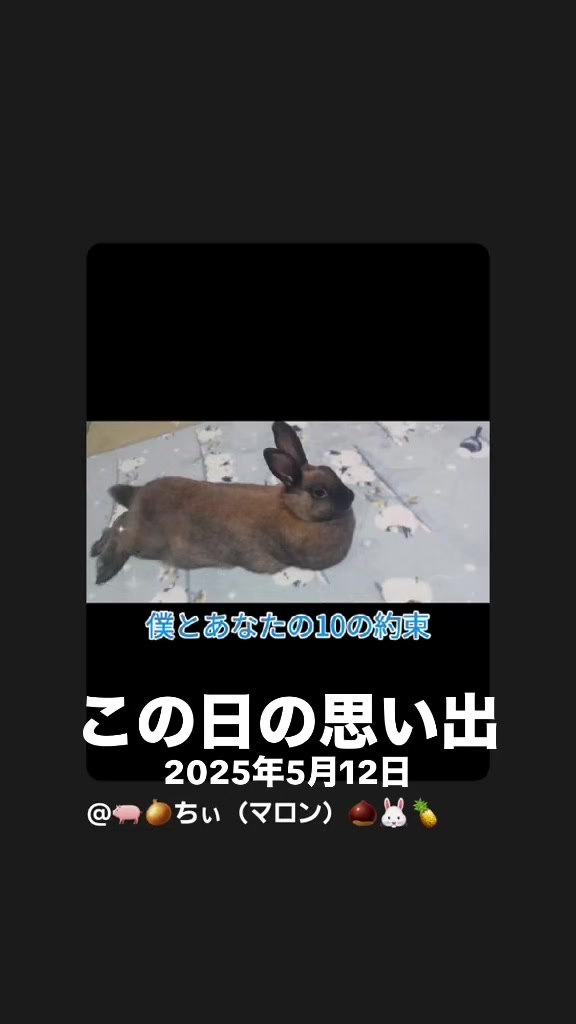 @🐖🧅ちぃ（マロン）🌰🐰🍍
