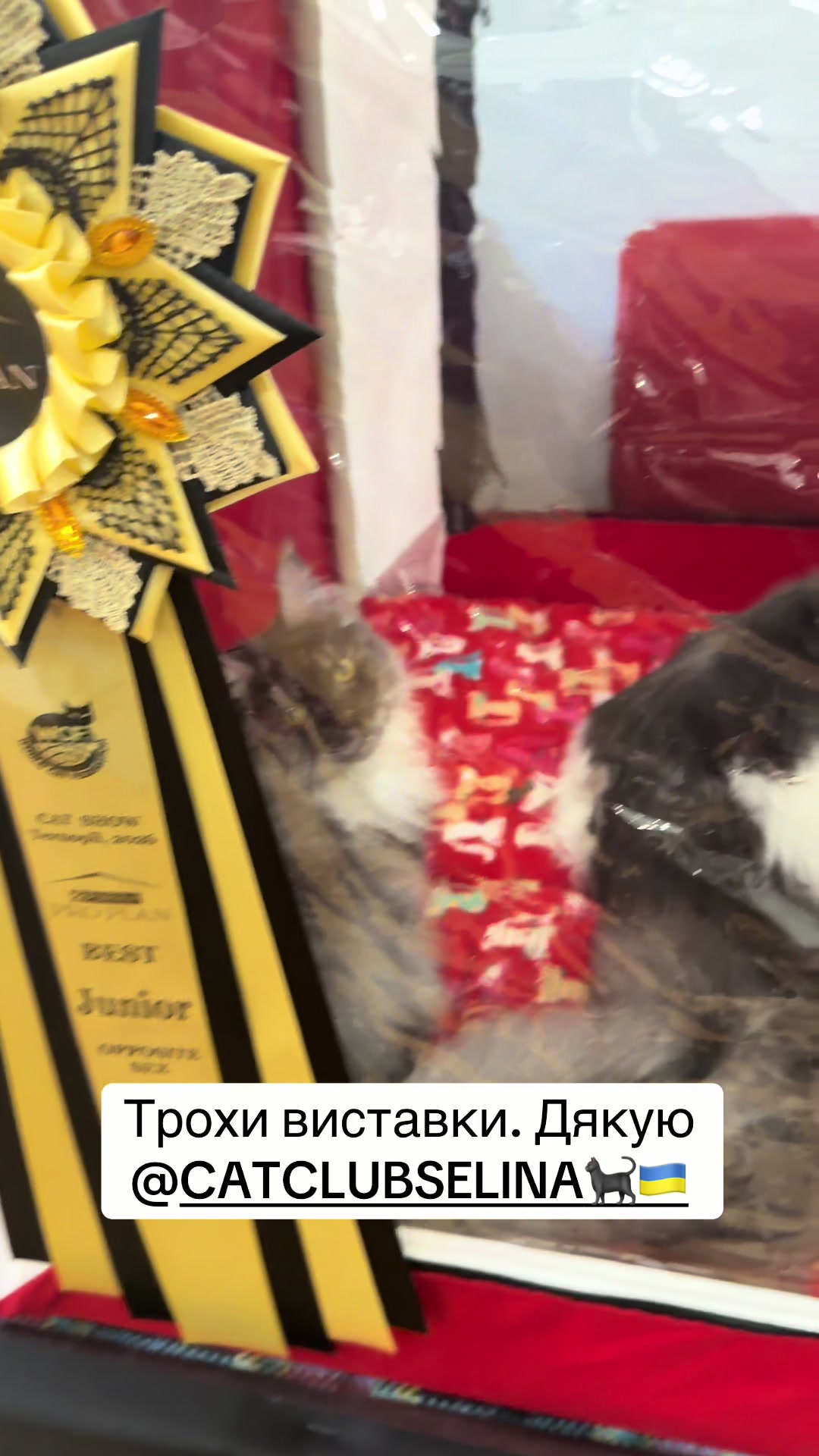 @PARAKENTOS*UA Maine coon