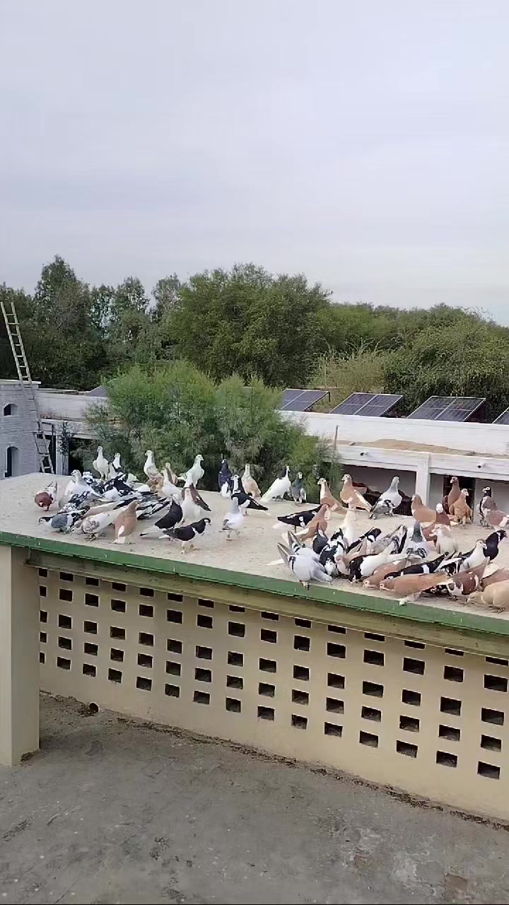 @waheedpegeonLoft