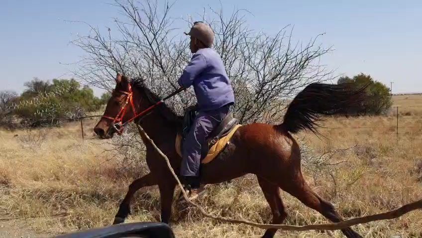 @uitzicht_arabian_stud