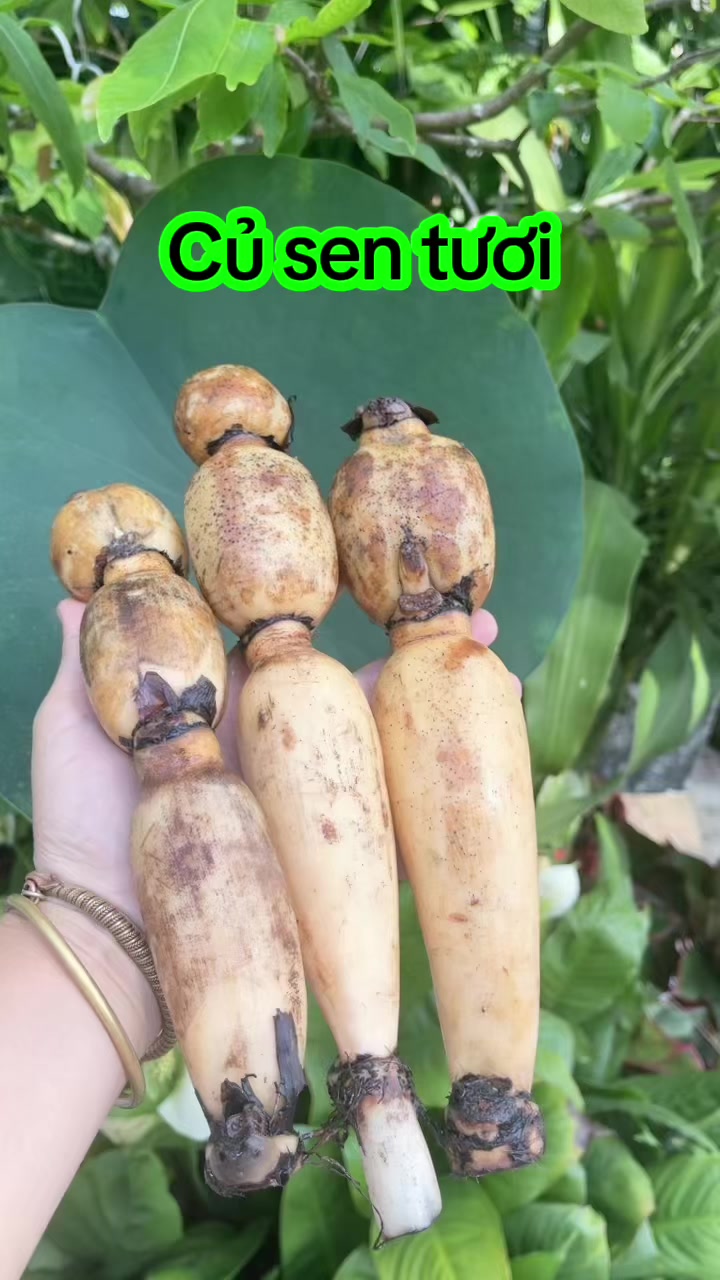 @nguyentuyet_79
