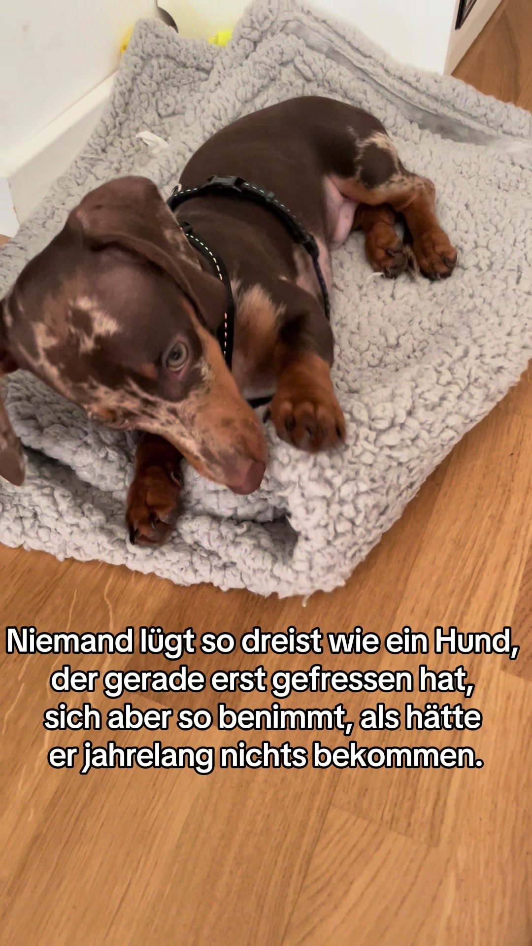 @Hundeurlaub.de