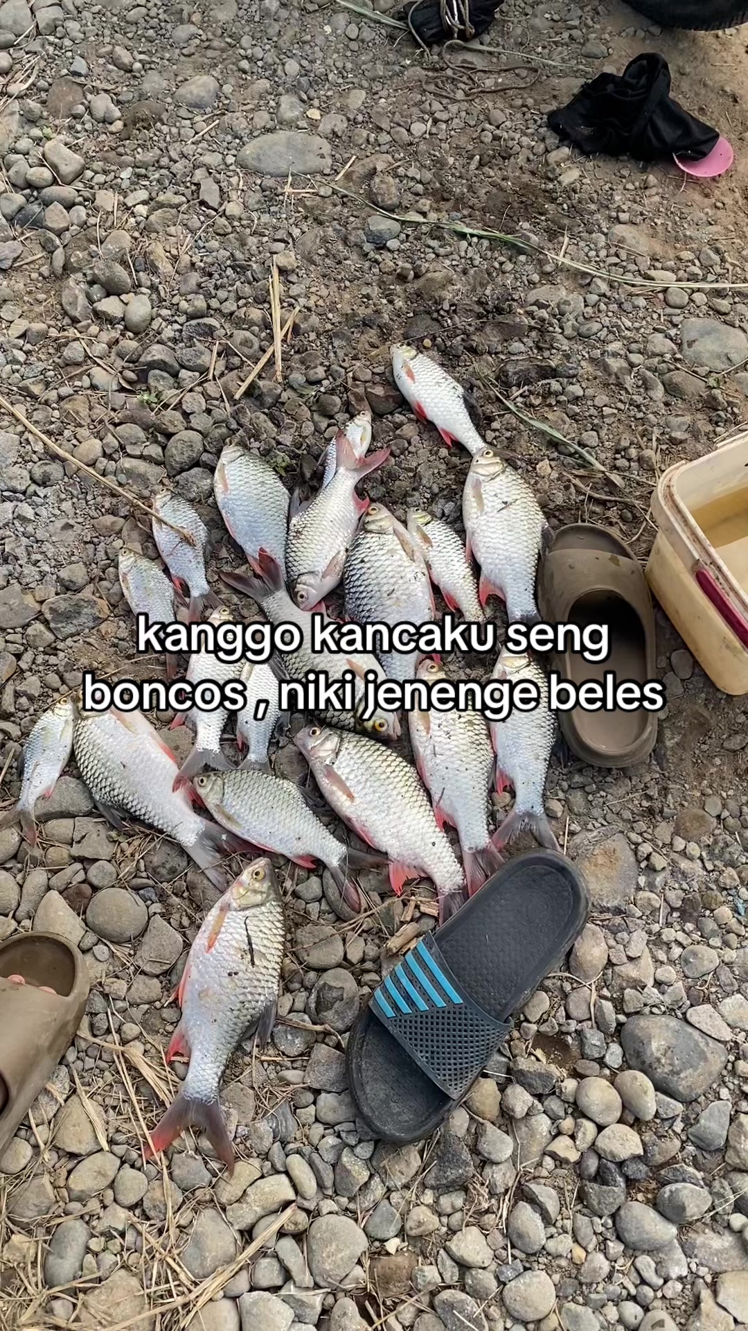 @alip