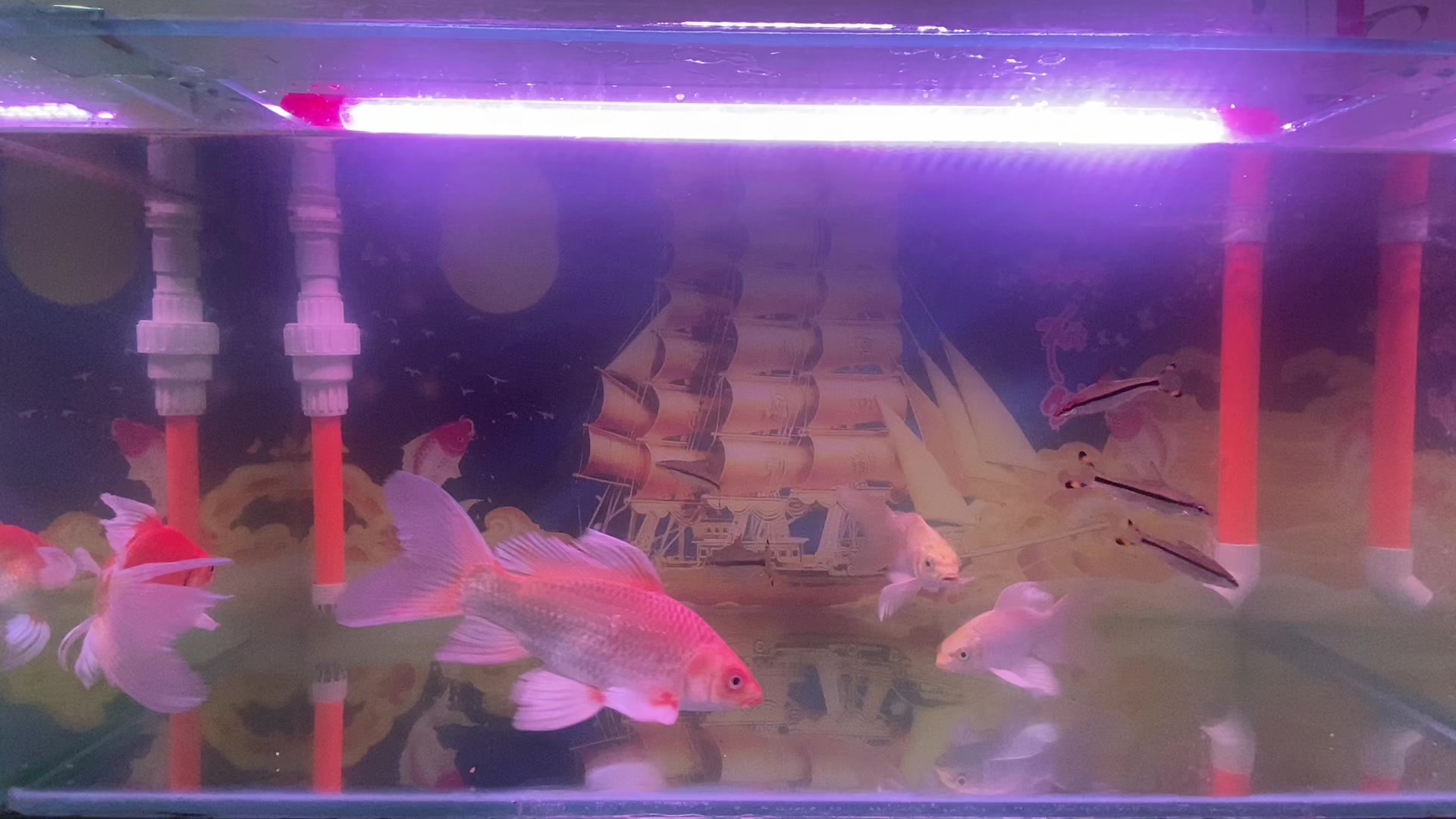 @⚜️ Tài xế nuôi Pet ⚜️