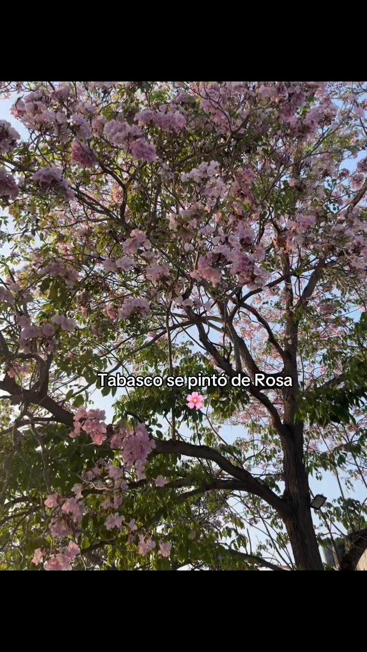@Tere🌺