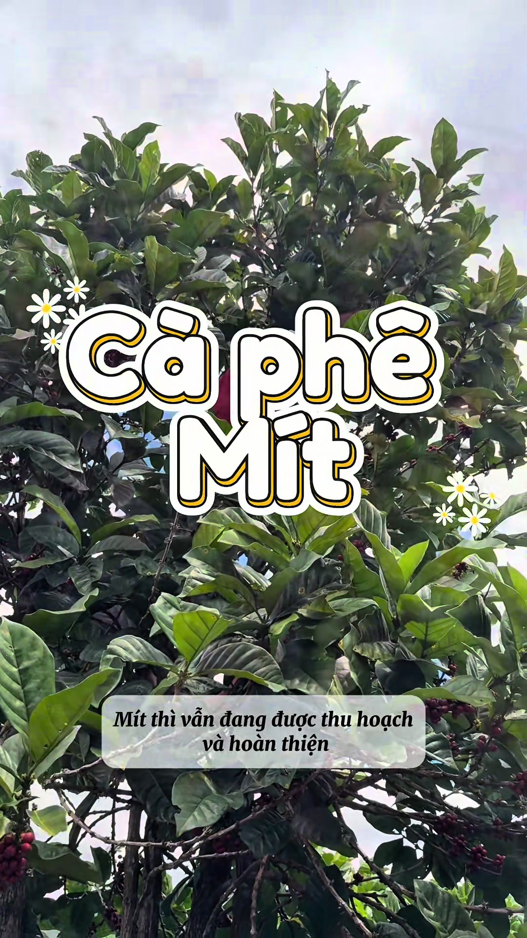 @LIKE COFFEE FARM