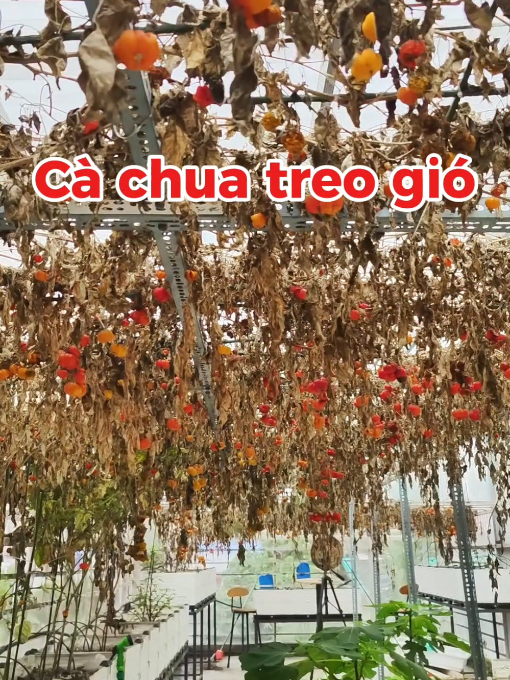 @Dược sĩ cỏ