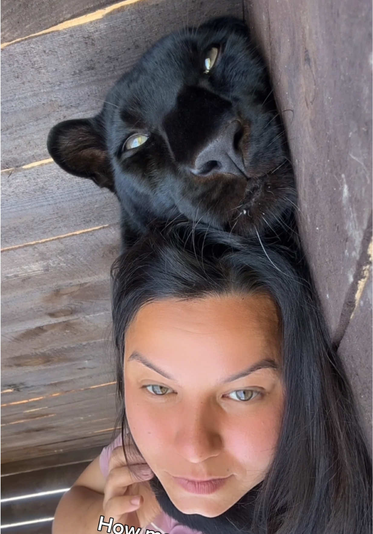 @Luna_the_pantera