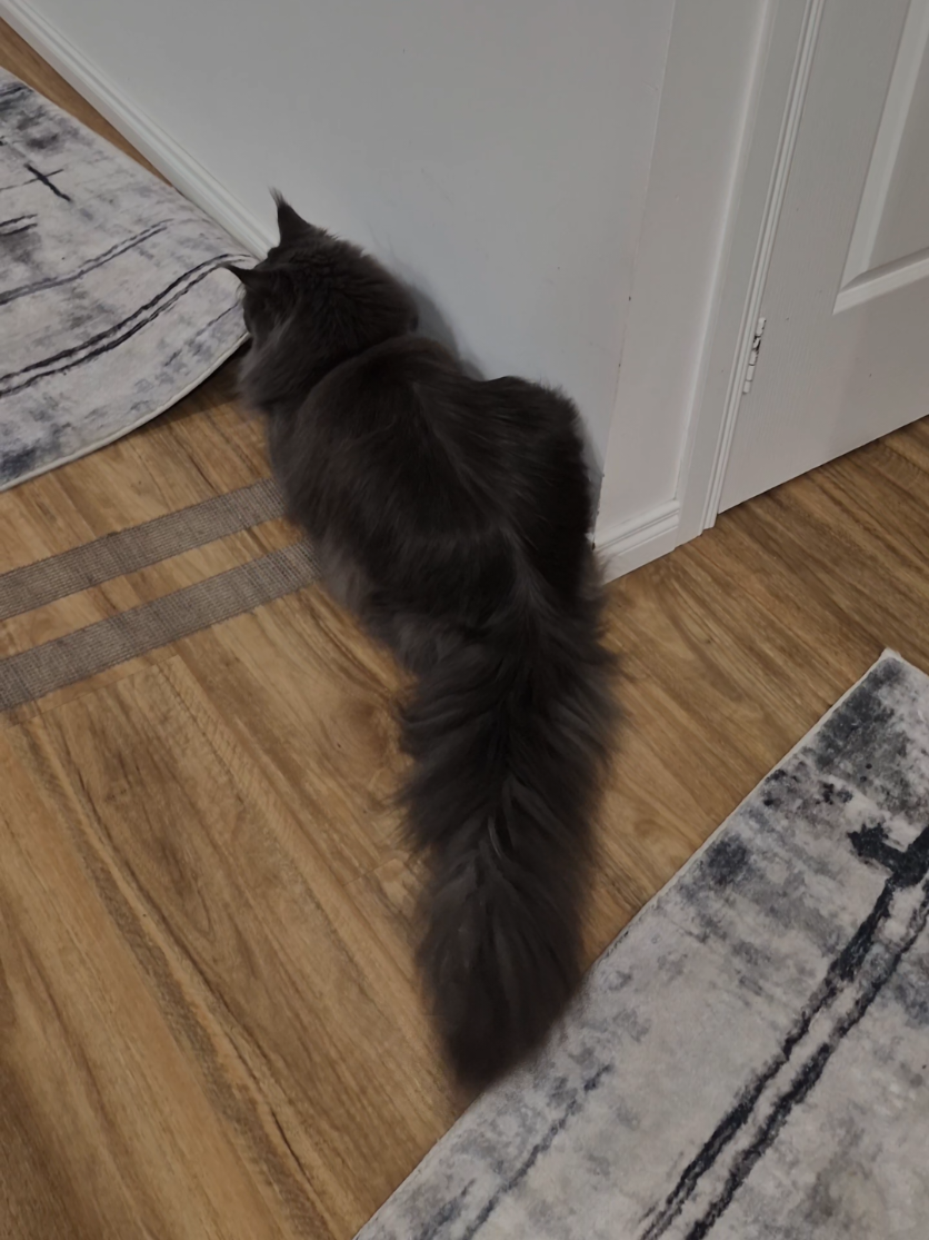 @Ragnar the Maine Coon 🐈