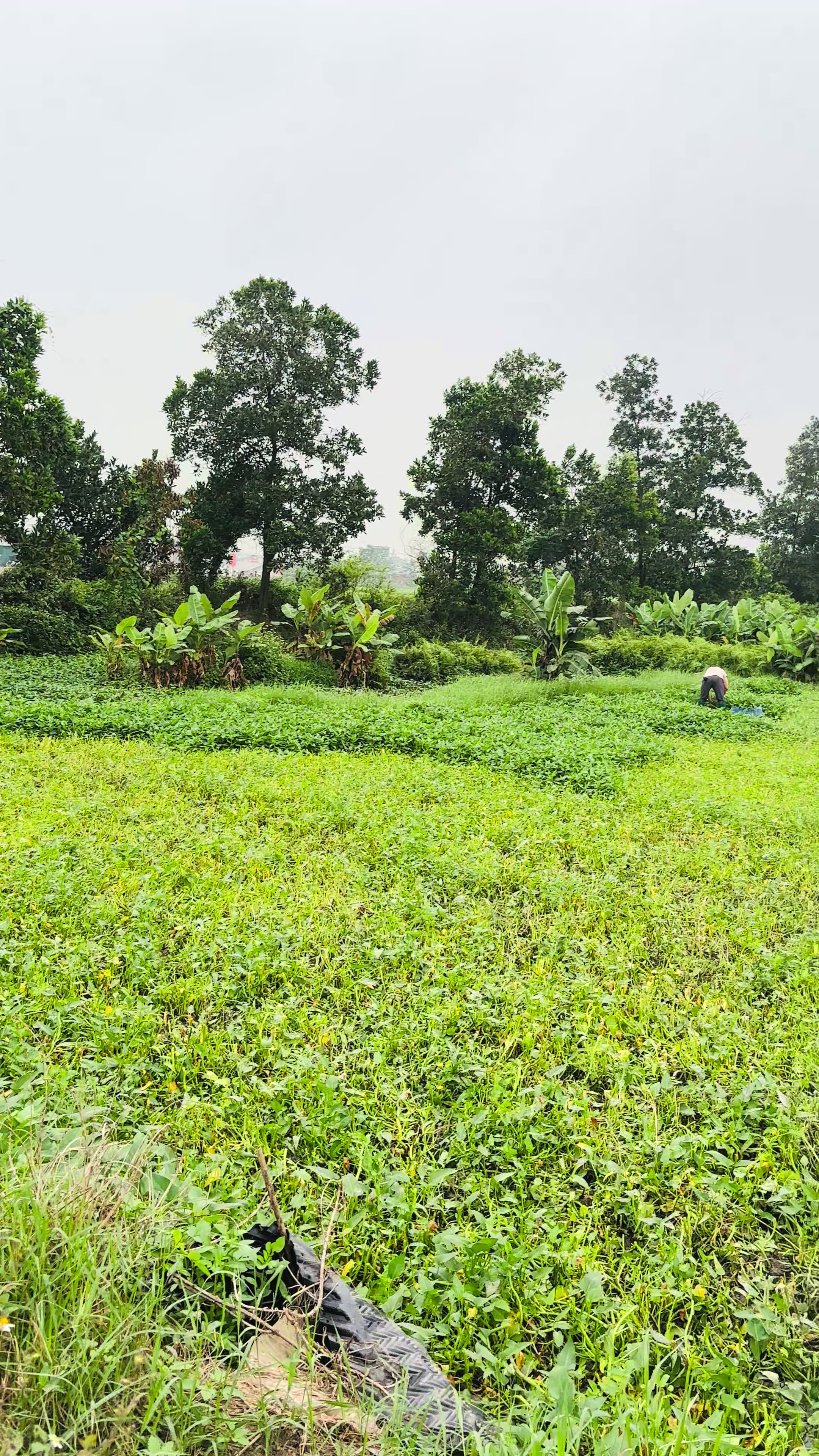 @BEO LẠNGSƠN