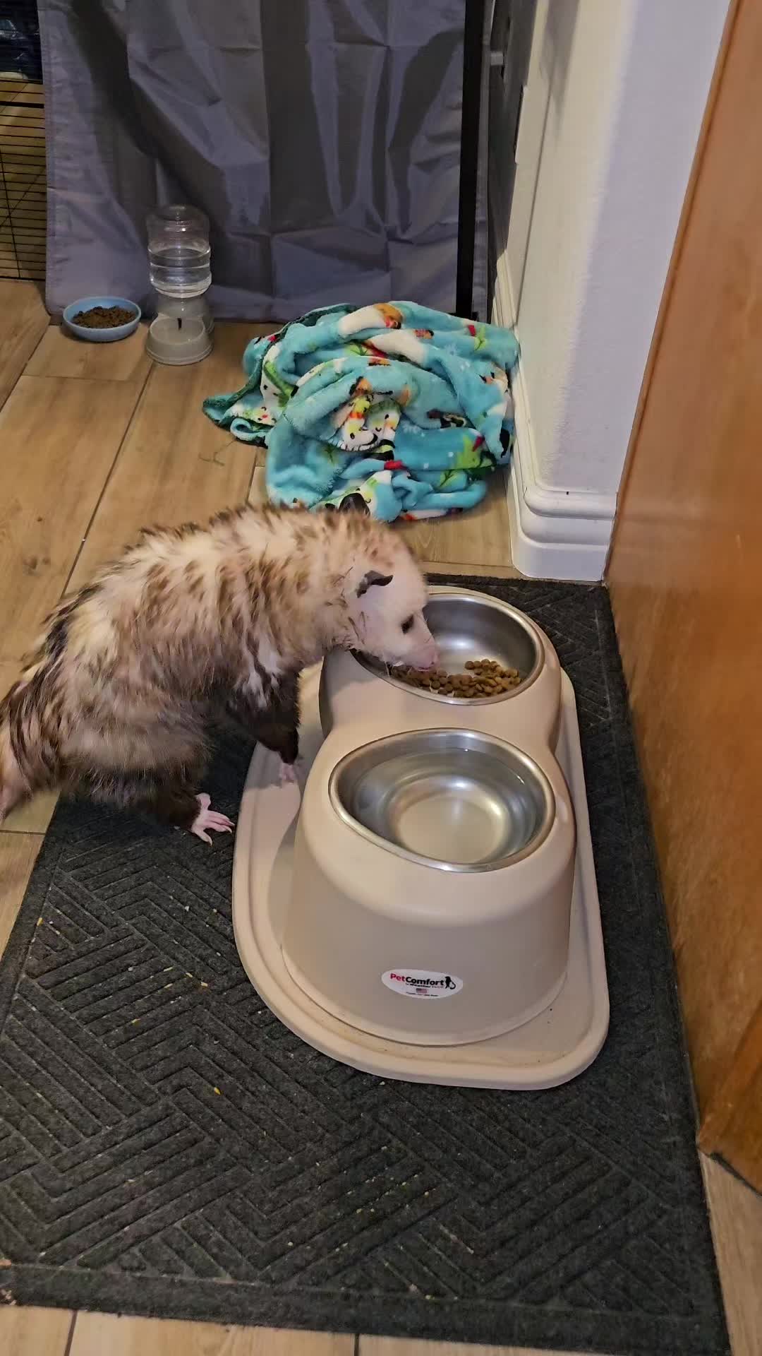 @OPOSSUMDAWGMOM