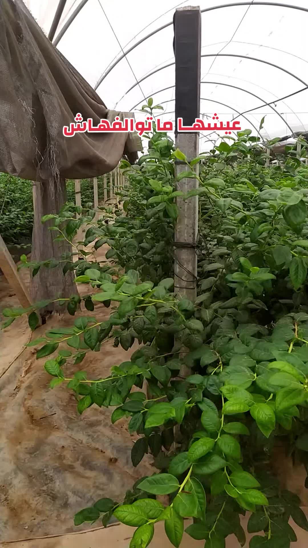@ⴰⴰⴷⵉⵍ❤