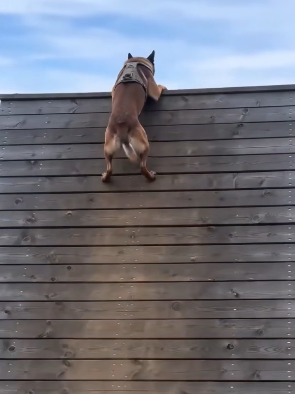 @K9 Warrior