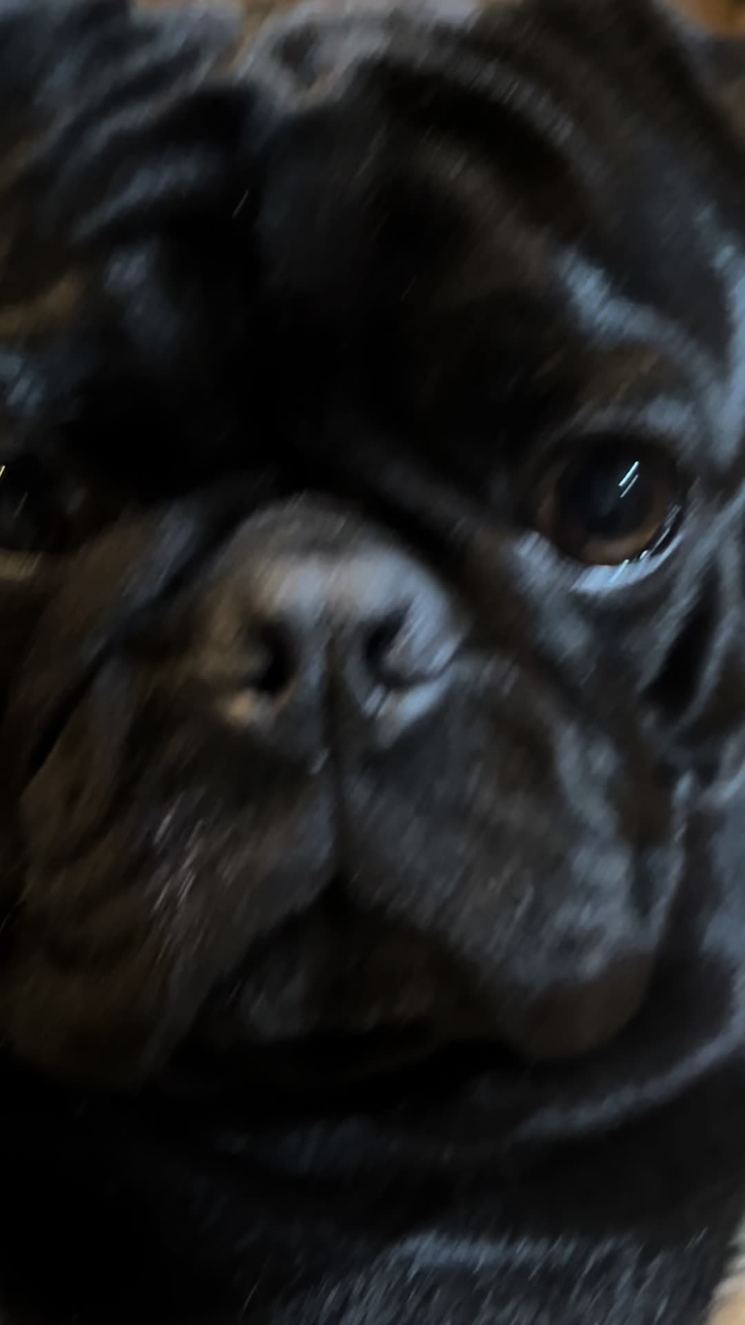 @Pugaddict