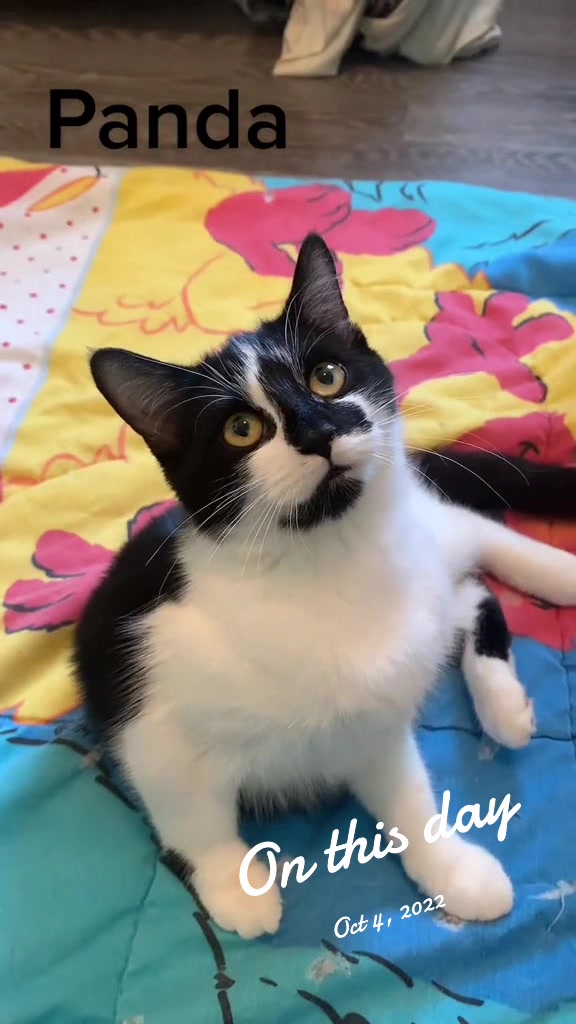 @Mrdivaandgizmoandfriends