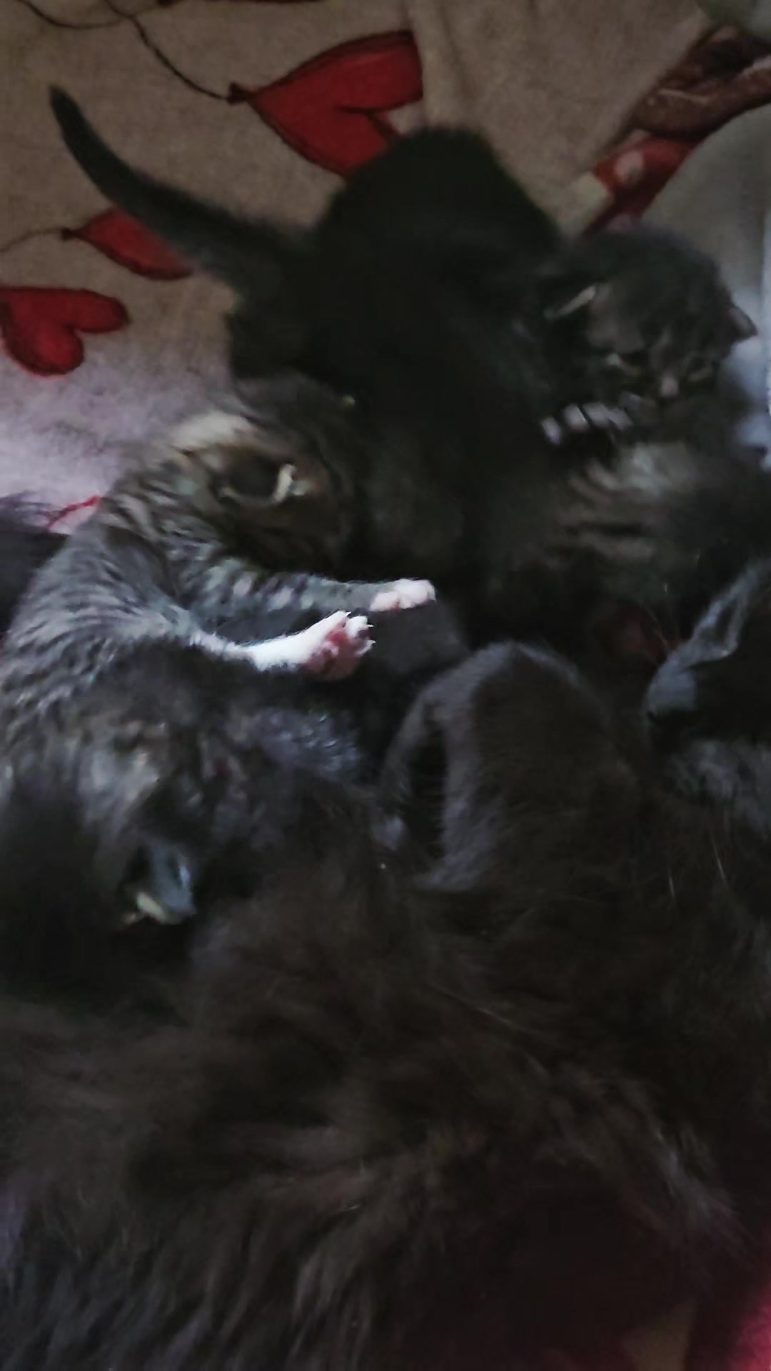 @Sonia&Rosieroo&hearts;️🐾