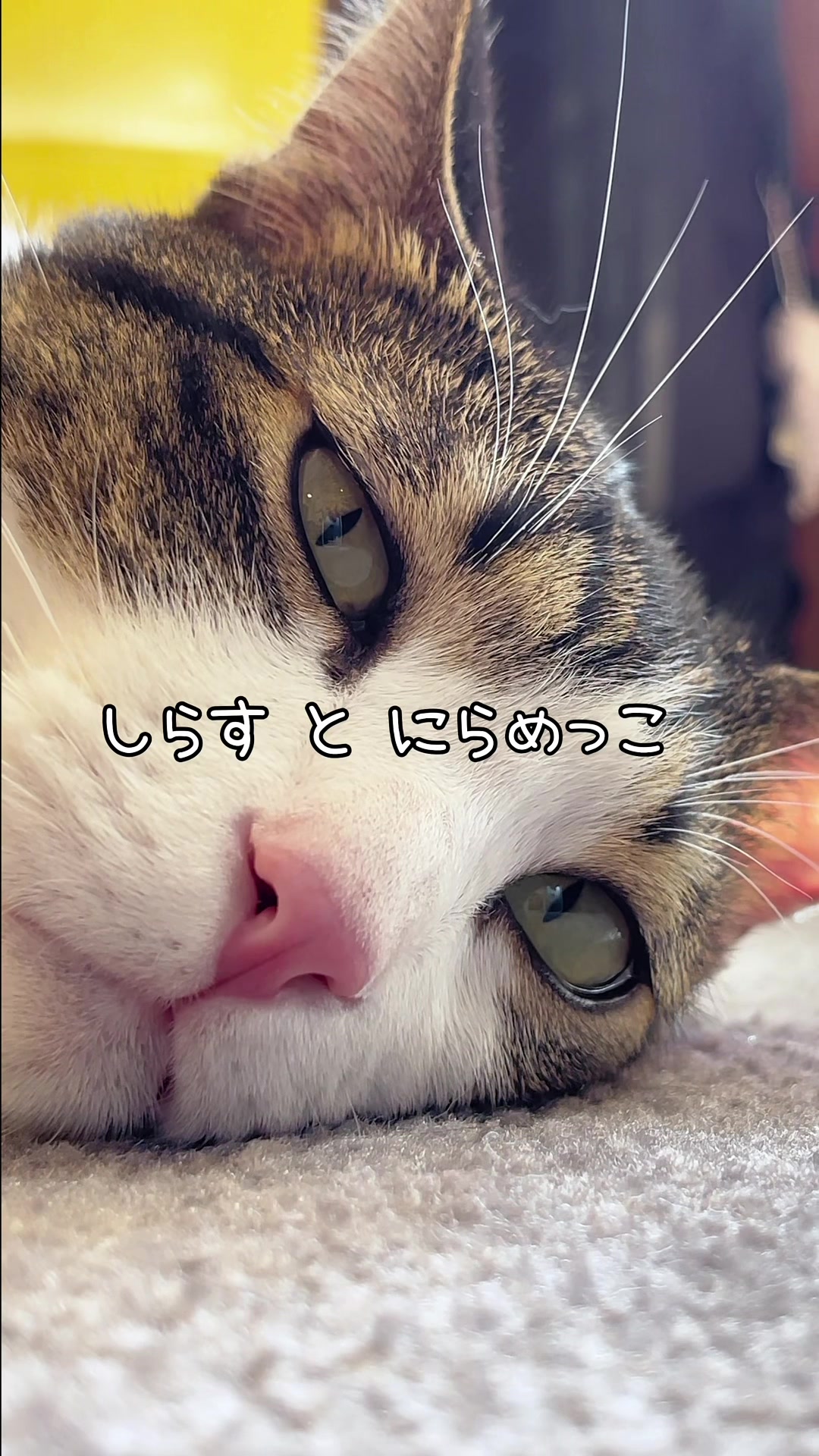 @しらす