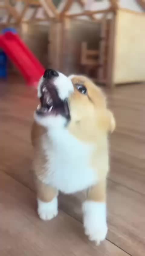 @Puppy City