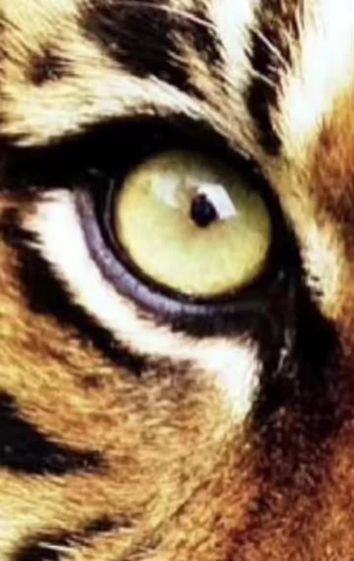 @tigress.empress_nnq