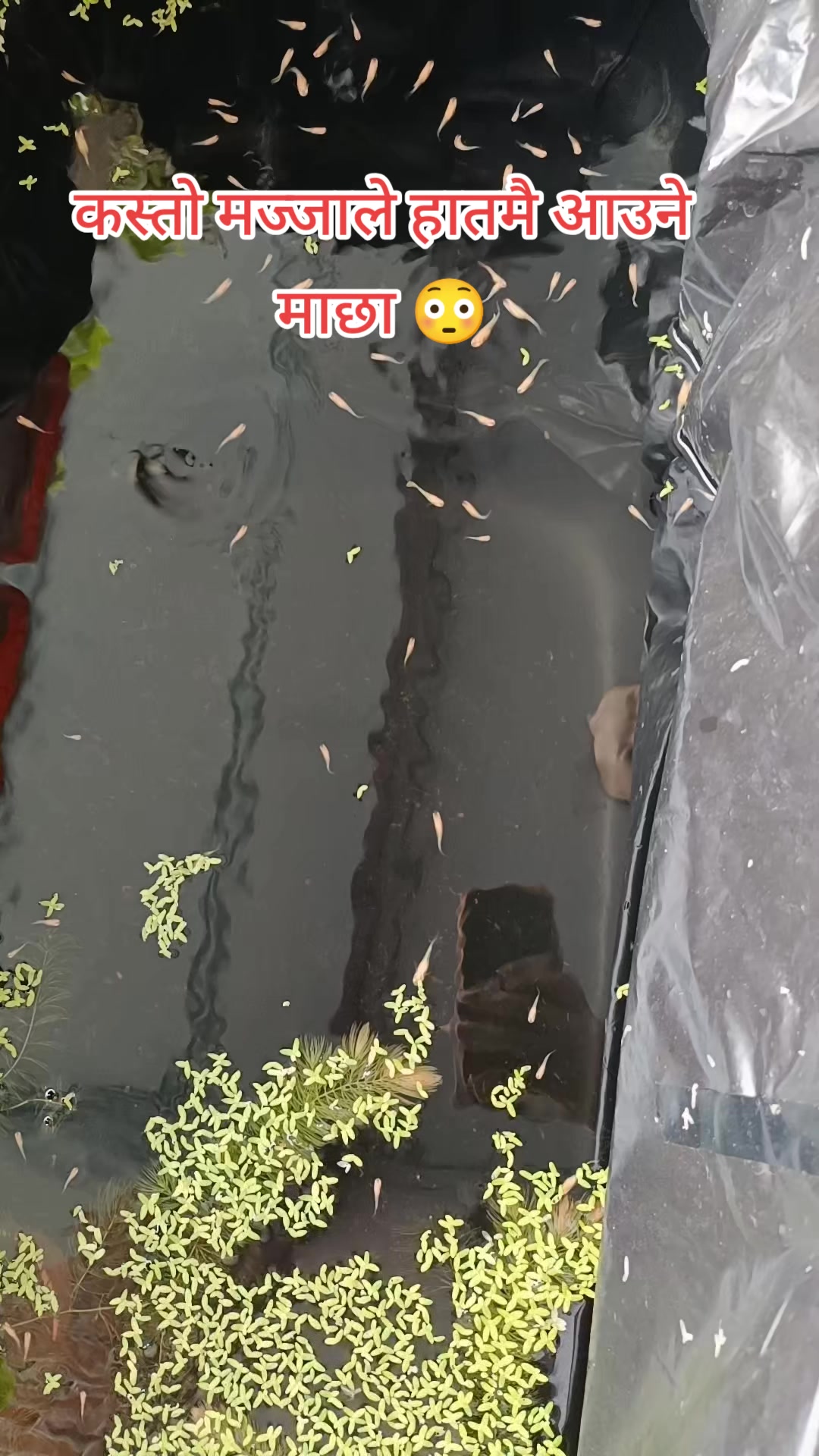 @𝐊𝐀𝐈𝐑𝐀 कायरा