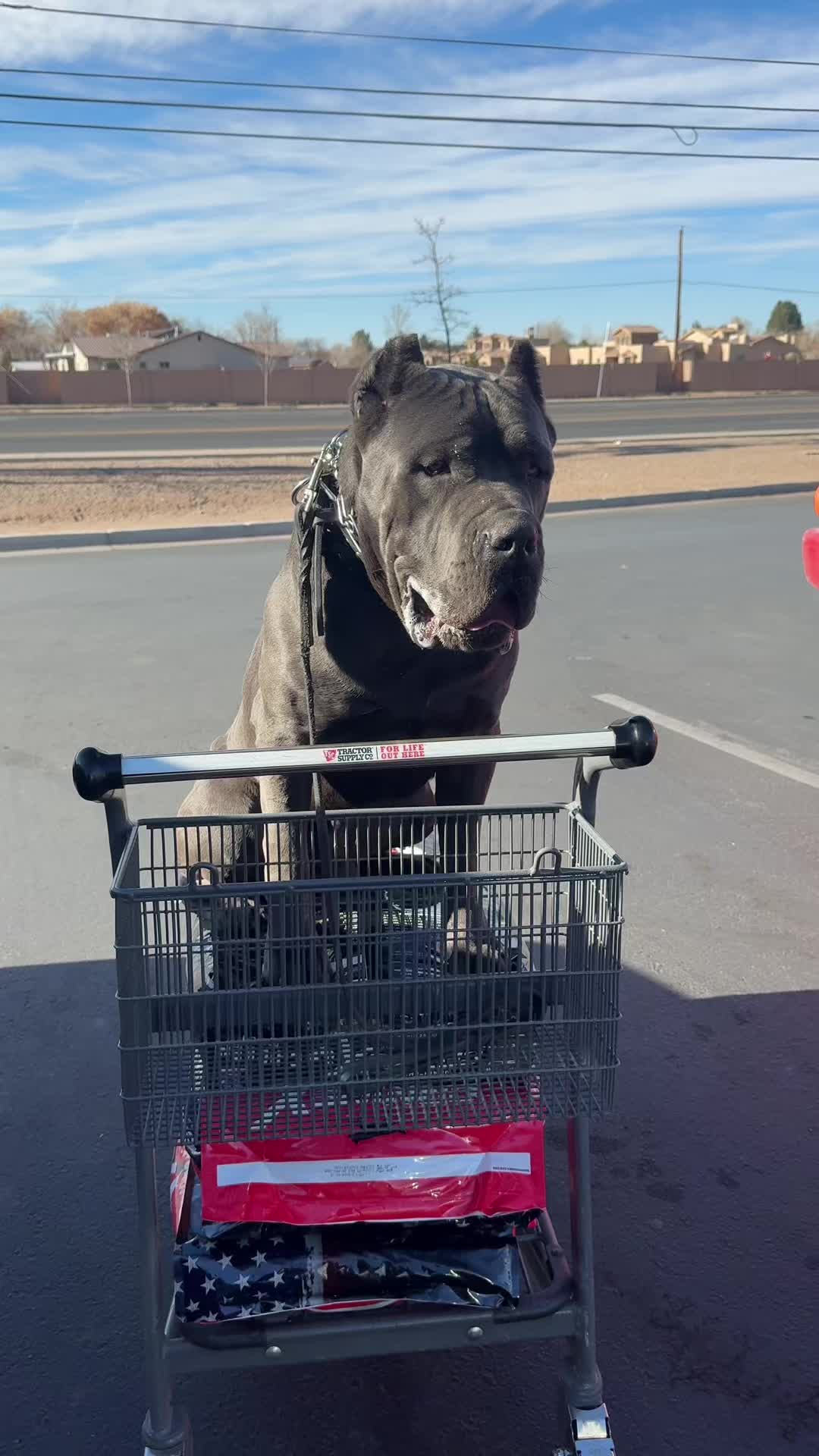 @canecorsoblackguardianz