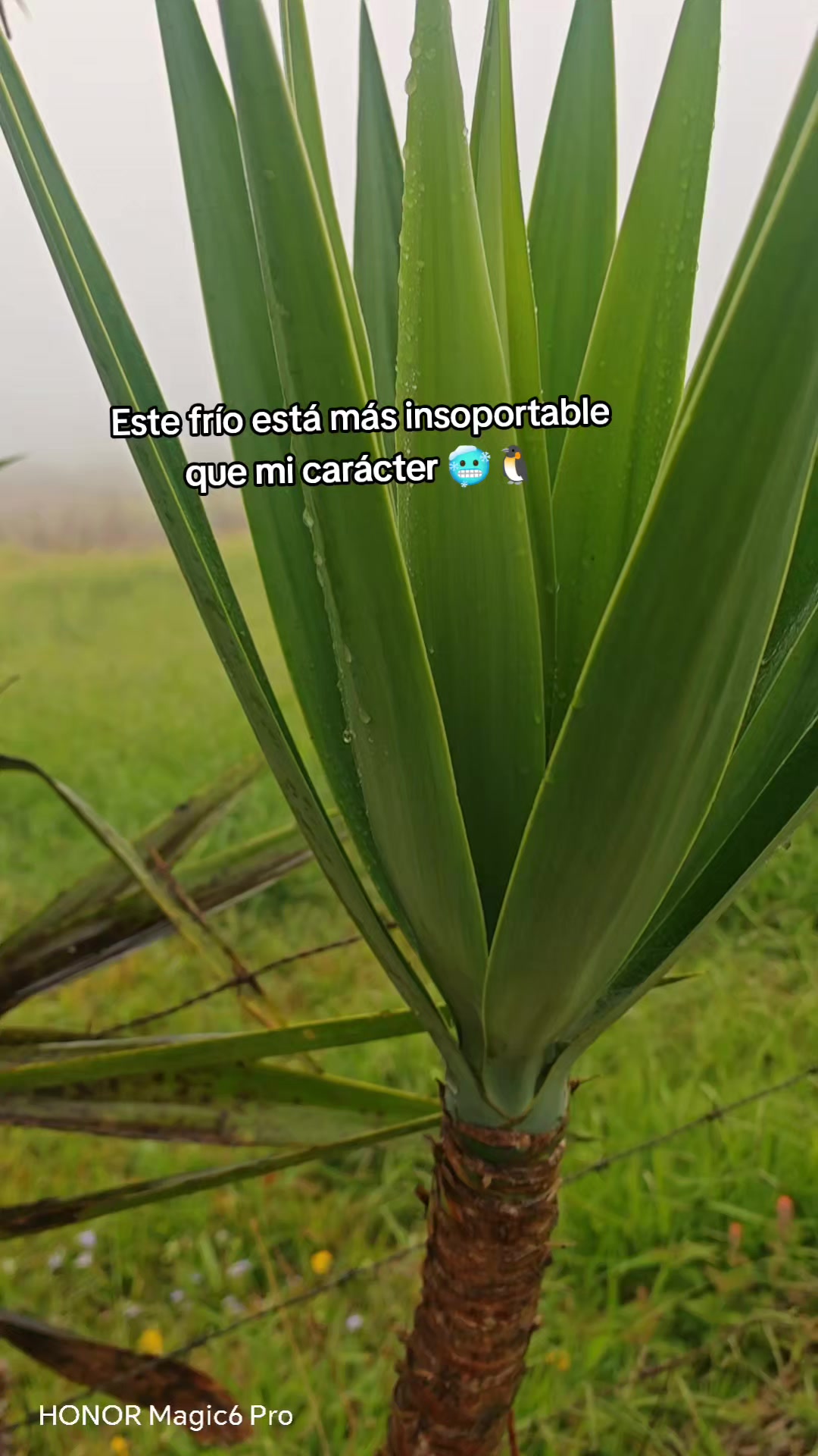 @Marianela Arias