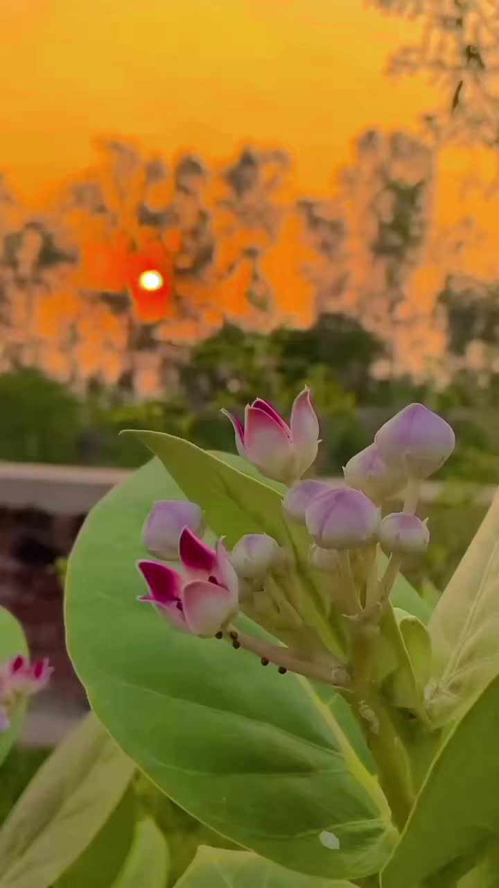 @🦋ပန်းနု🩵