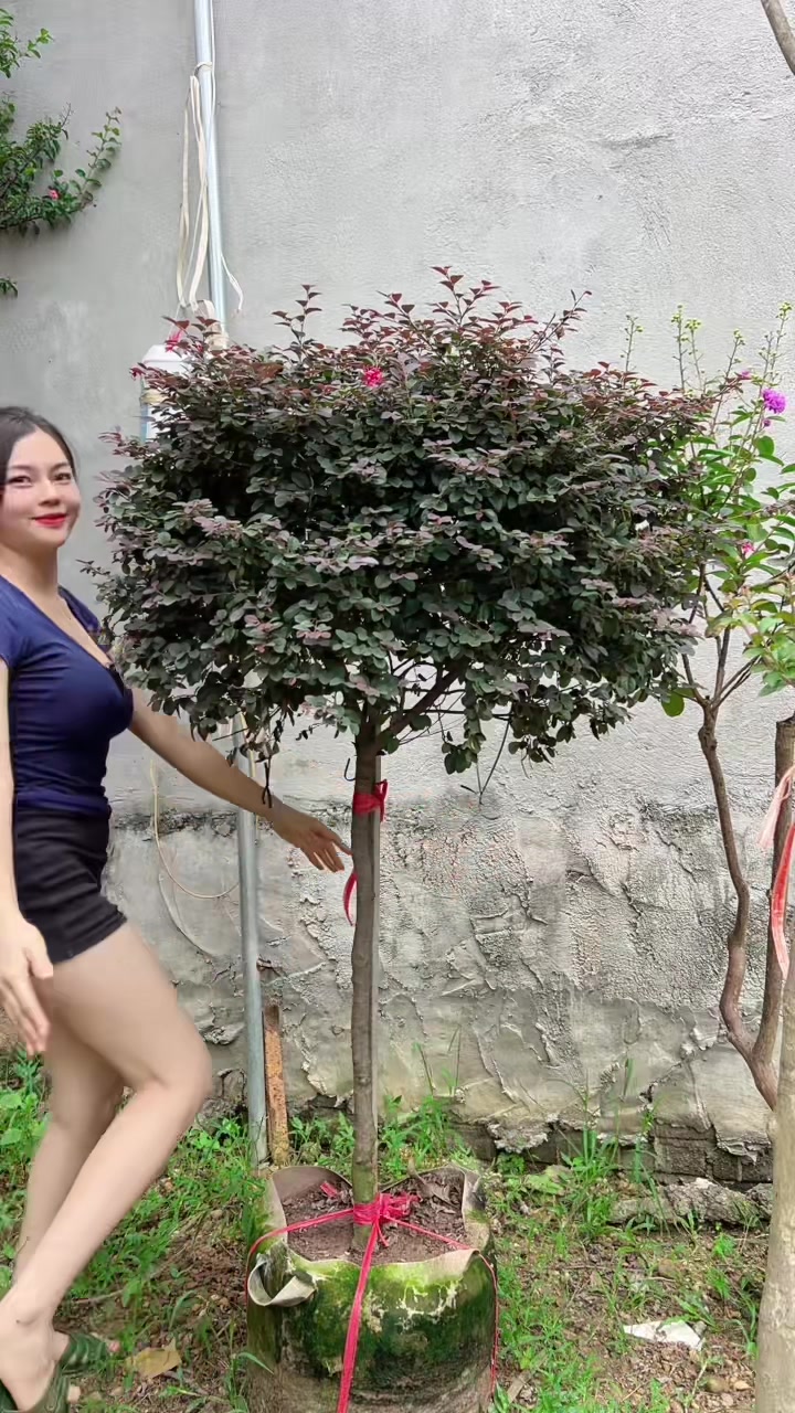 @Khổng La