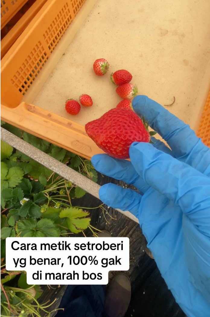 @Panak_YUYU🦀