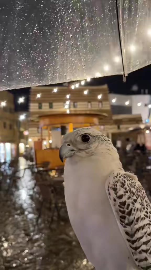 @ريشة صقر