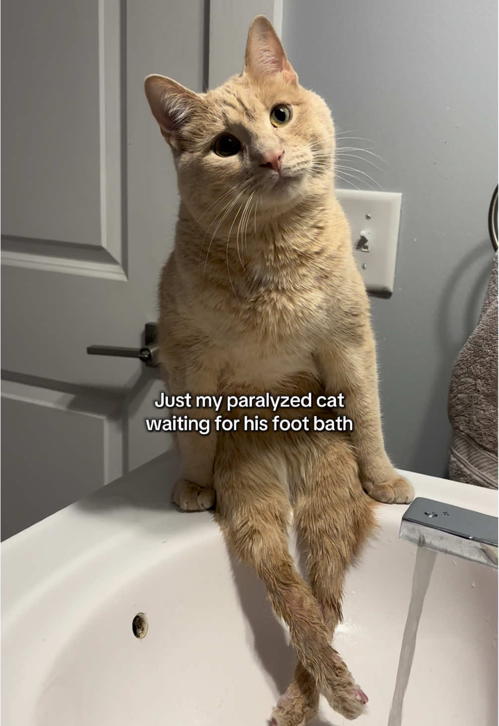 @Low Ryder Kitty