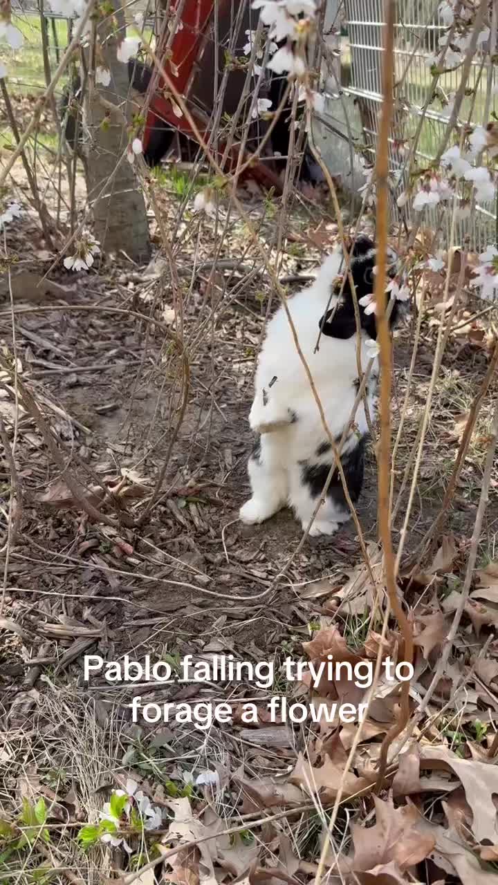 @Pablo the rabbit