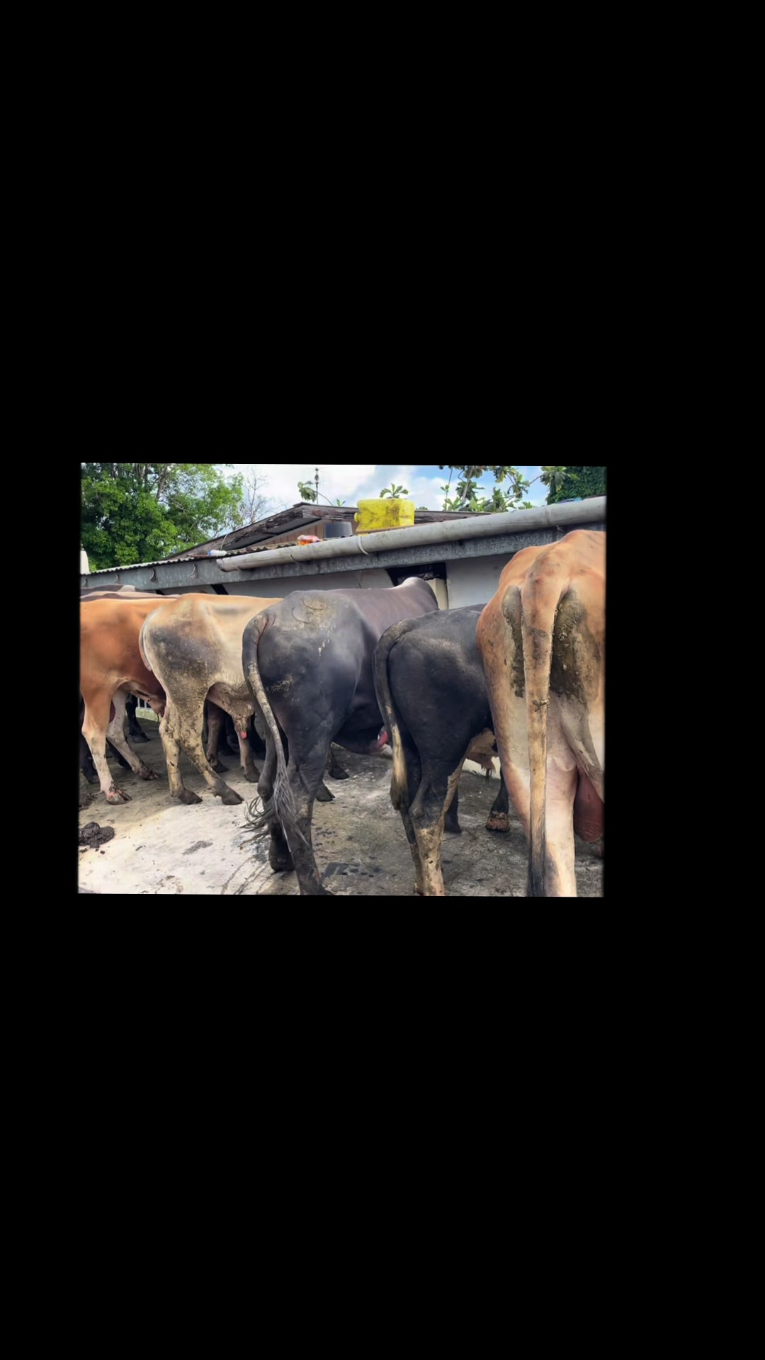 @S.Ali livestock‼️