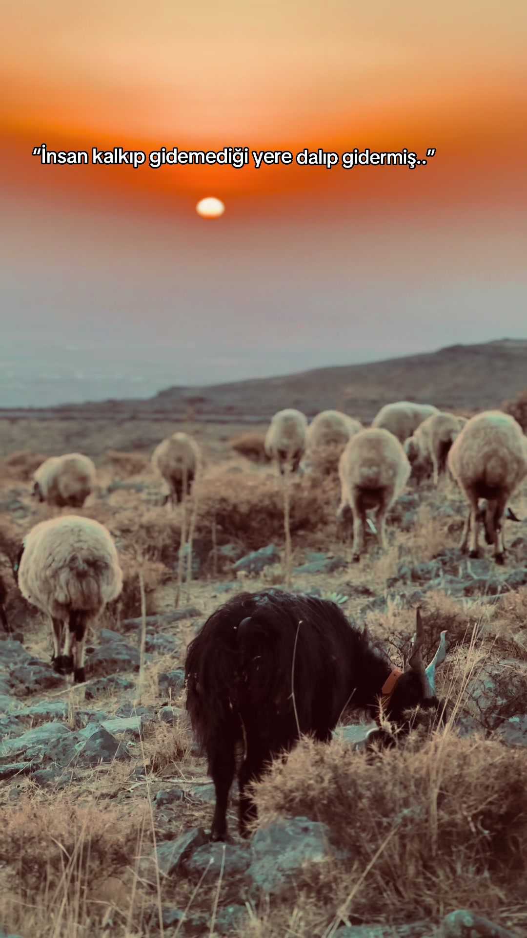 @𝗘𝗟İ𝗧 Ş𝗜𝗪𝗔𝗡☀️