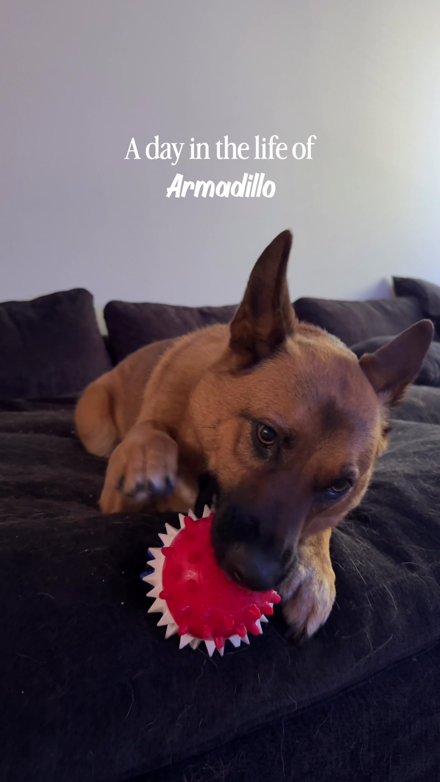 @Ambieee