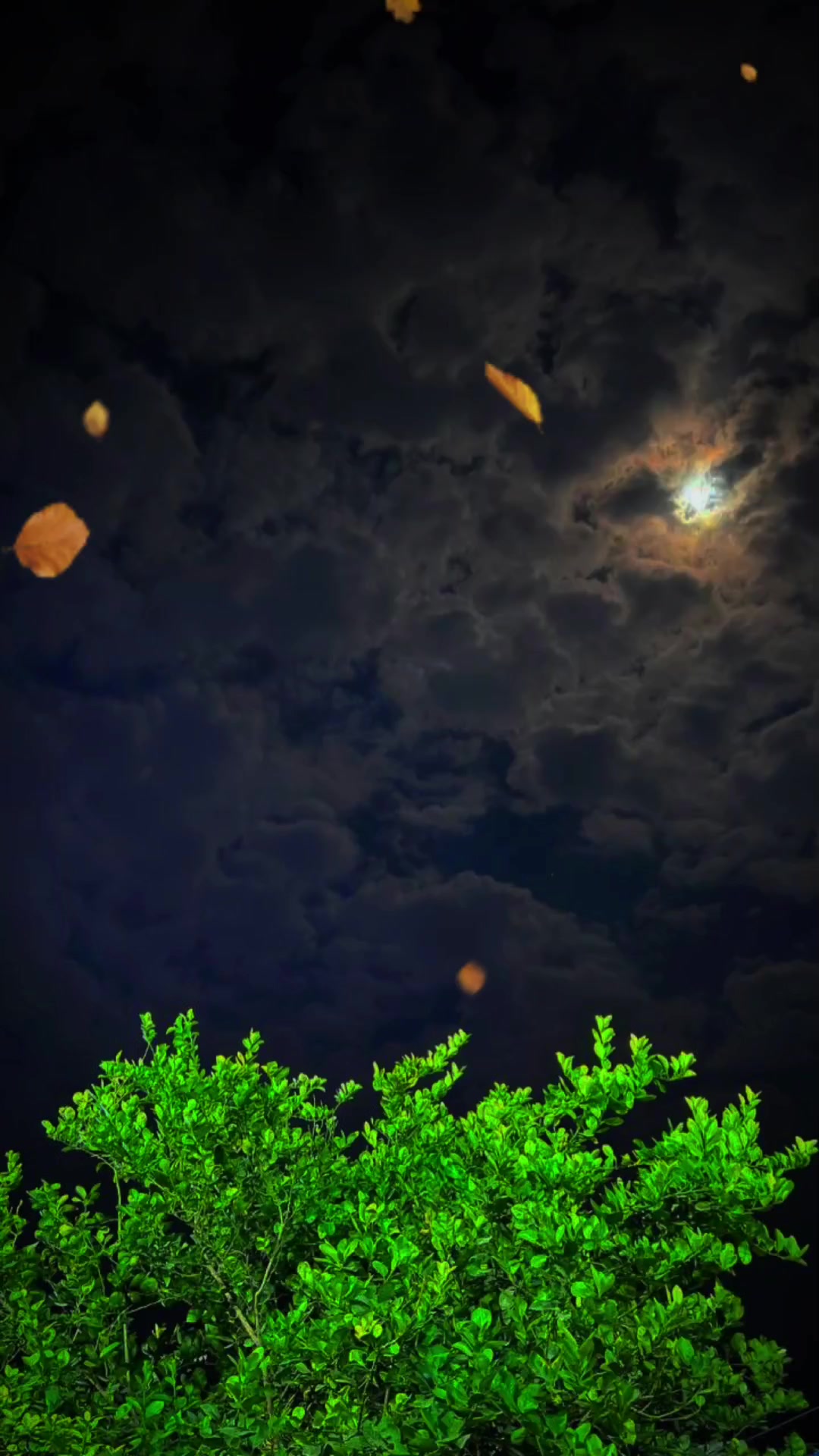 @𝐛𝐞𝐚𝐮𝐭𝐢𝐟𝐮𝐥 𝐥𝐢𝐧𝐞𝐬✓